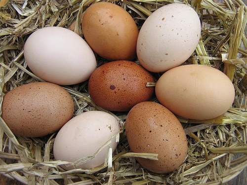 Eggs